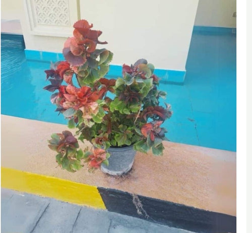Acalypha