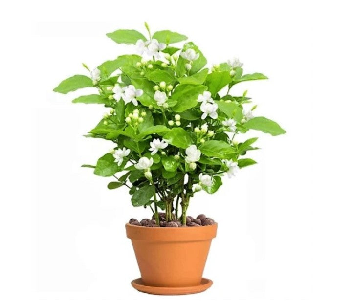 Mogra Jasmine