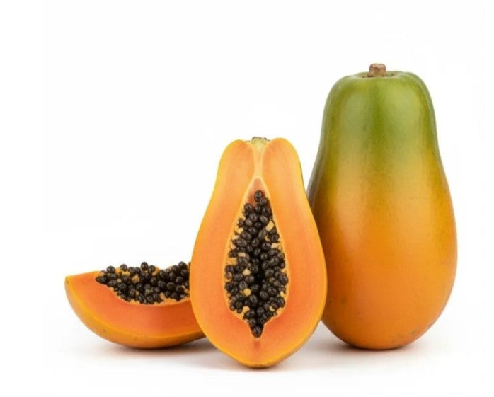 Carica Papaya tree (medium)