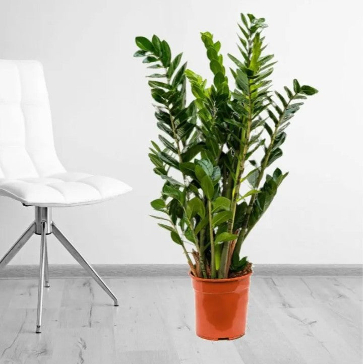 Zamioculcas zamiifolia