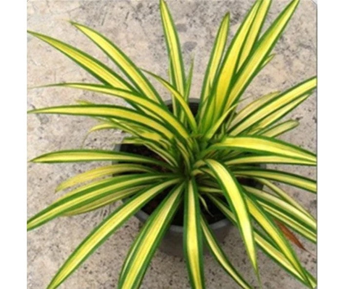 Pandanus Variegata