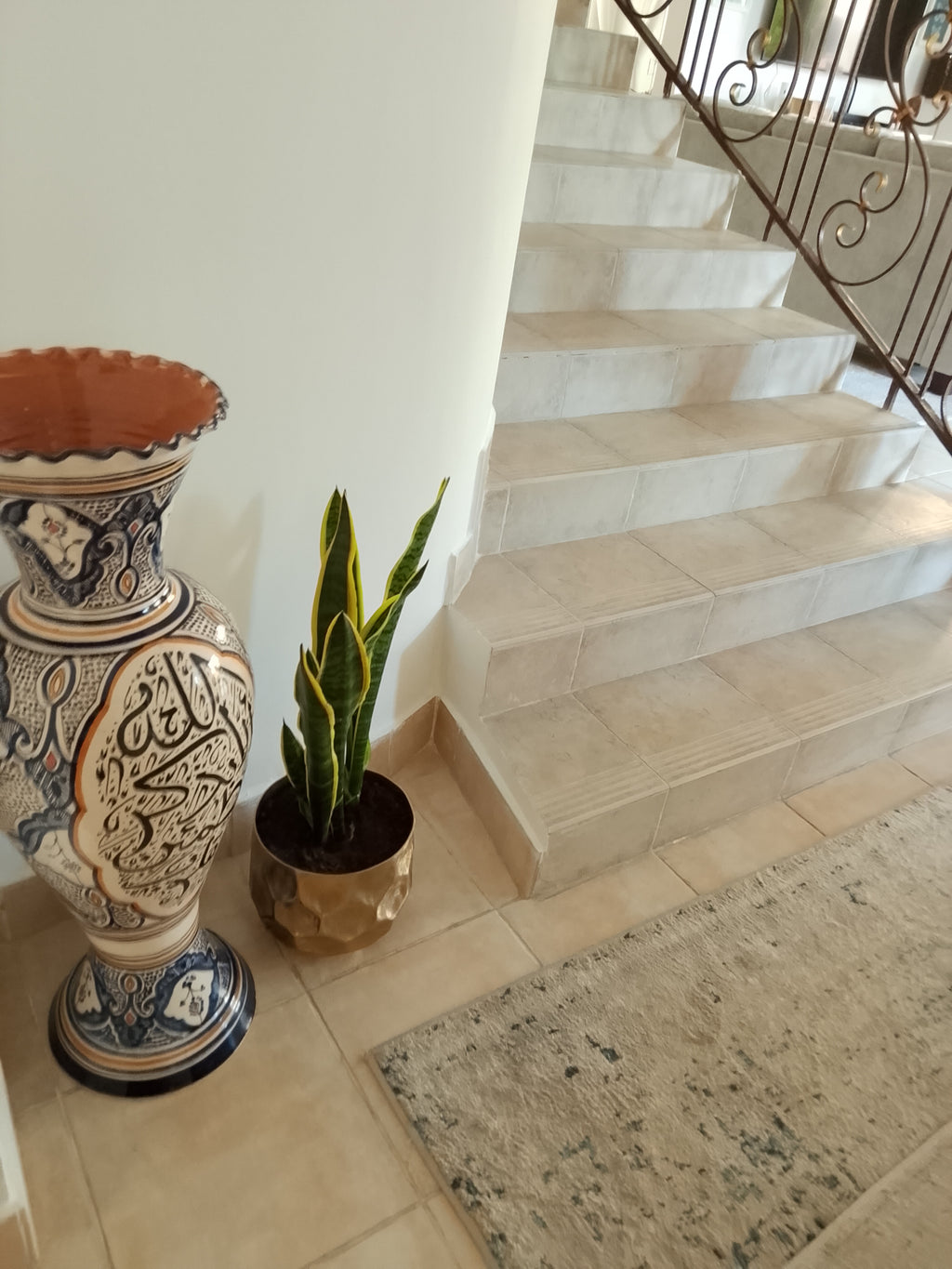 snake plant