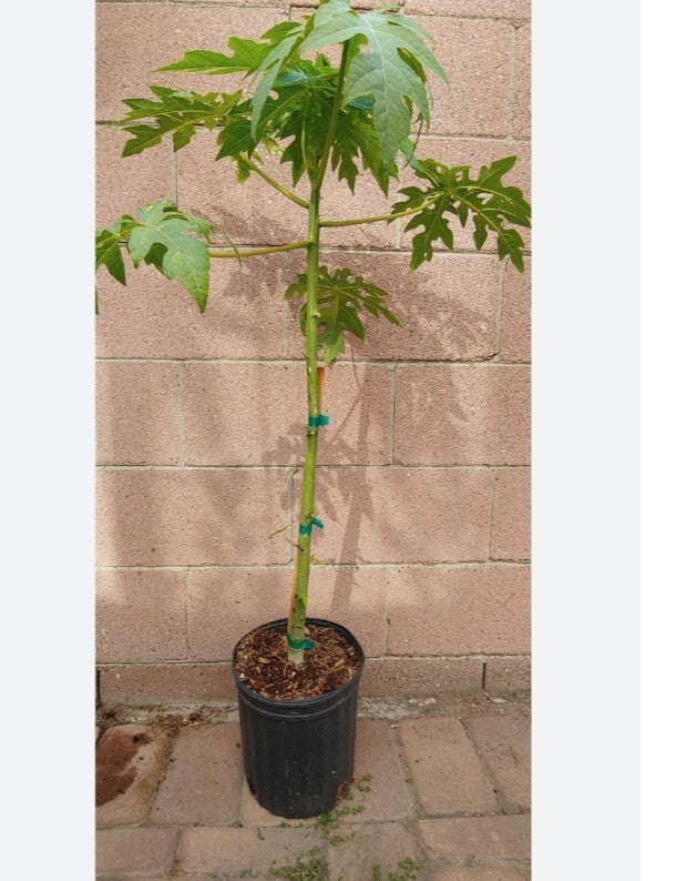 Carica Papaya tree (medium)