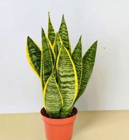 snake plant