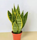 snake plant