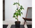 Fig Tree