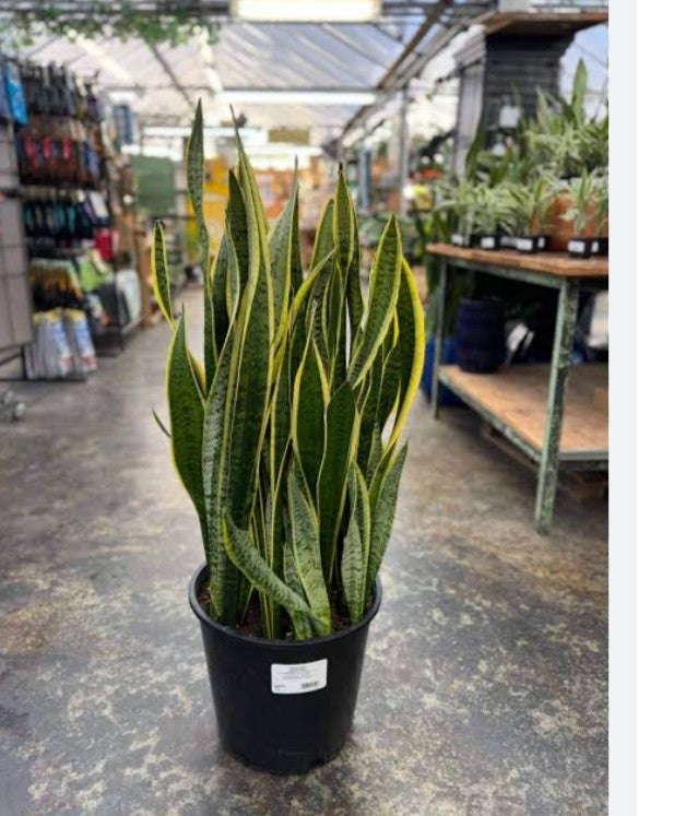 snake plant (dig size) without pot