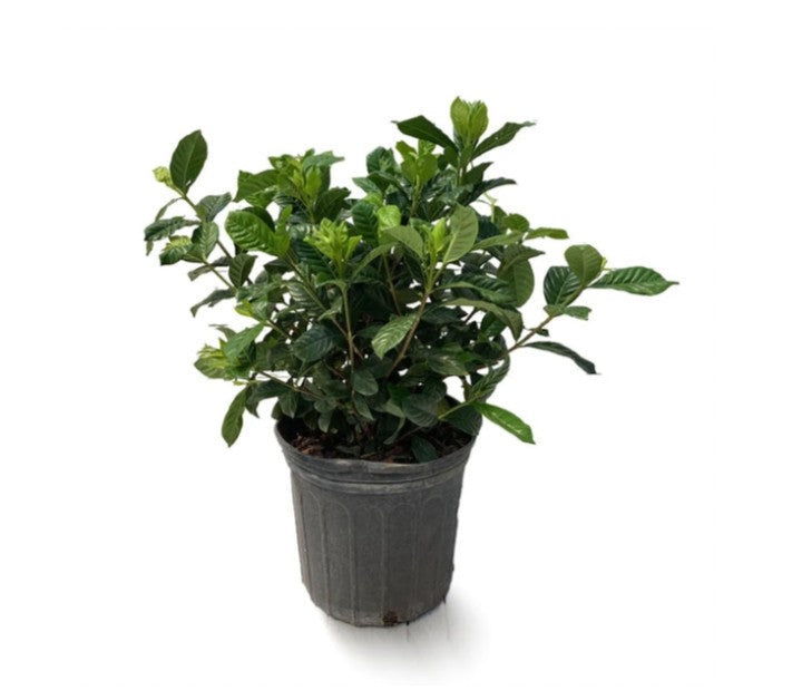 Gardenia jasminoides