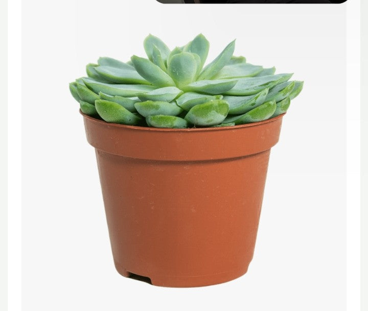 Echeveria Gusto