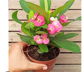 Euphorbia