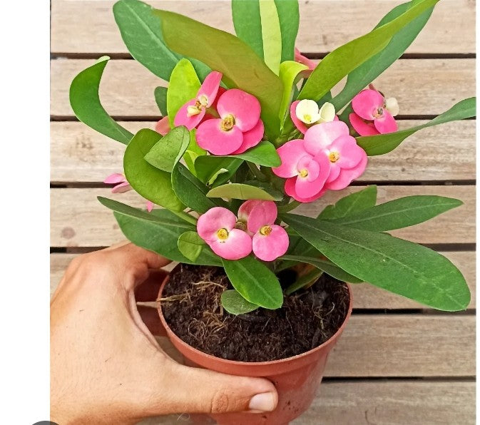 Euphorbia