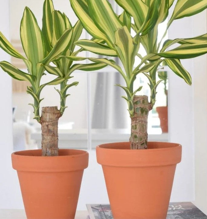 Dracaena fragrans yellow