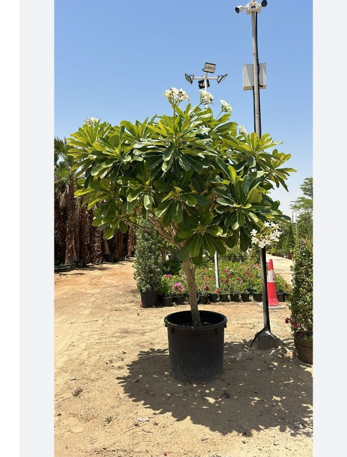 Frangipani 'Plumeria' - Large - Plant( dig size)