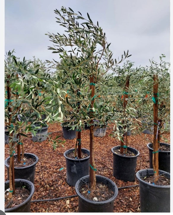 Olive Tree - Olea Europaea Bushy