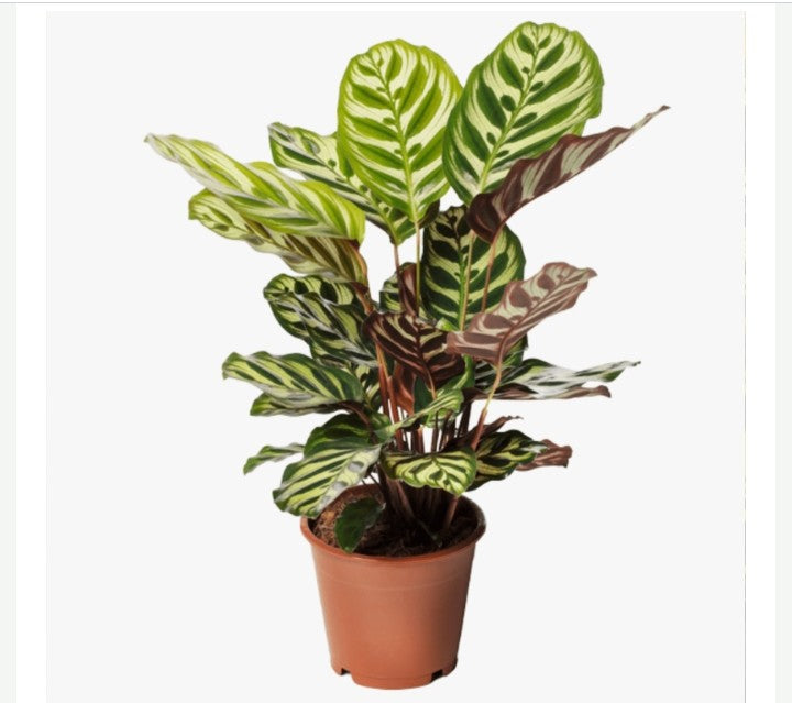 Peacock Plant