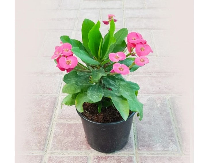 Euphorbia