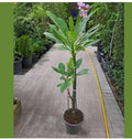 Plumeria rubra