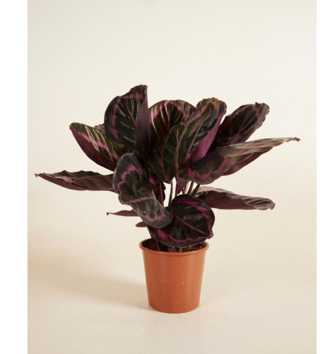 Garden Art Calathea picturata