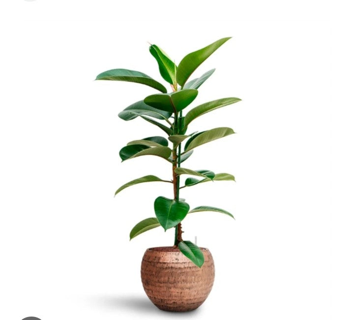 Rubber plant (without)