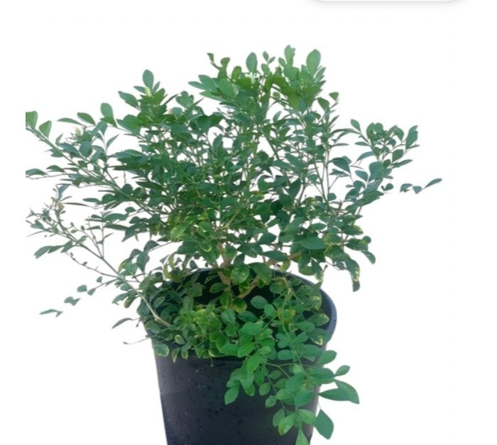 Orange Jasmine Plant