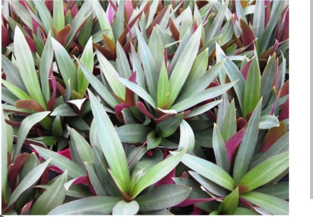 Rhoeo discolor Compacta