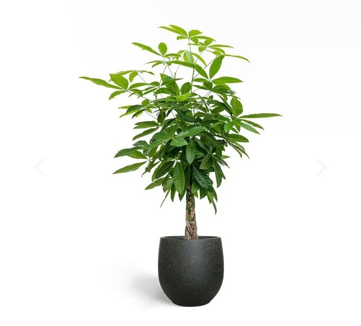 Money Tree