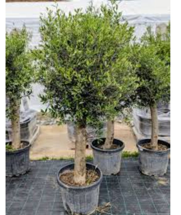 olive tree