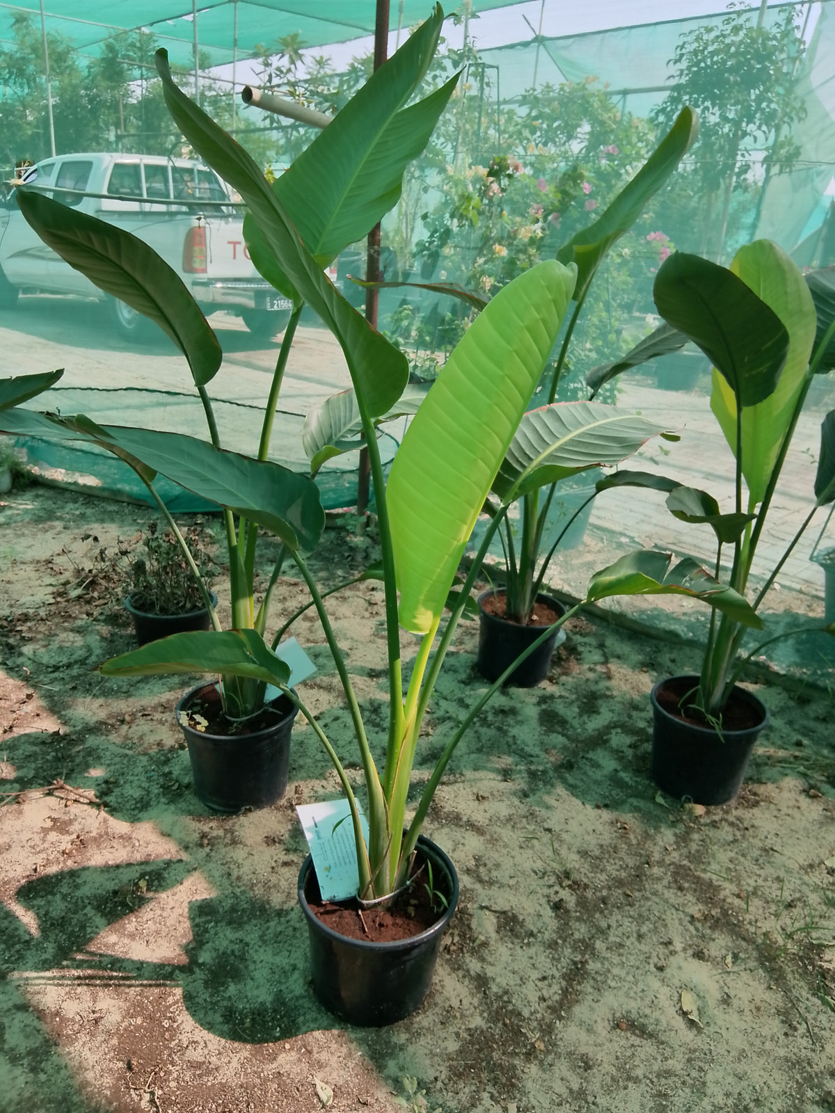 Strelitzia Nicolai