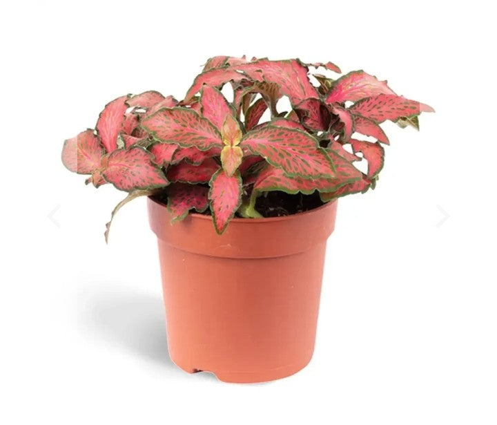 Fittonia - Nerve Plant - Mosaic Plant