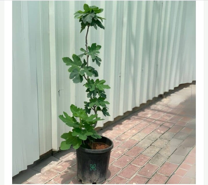 Fig Tree