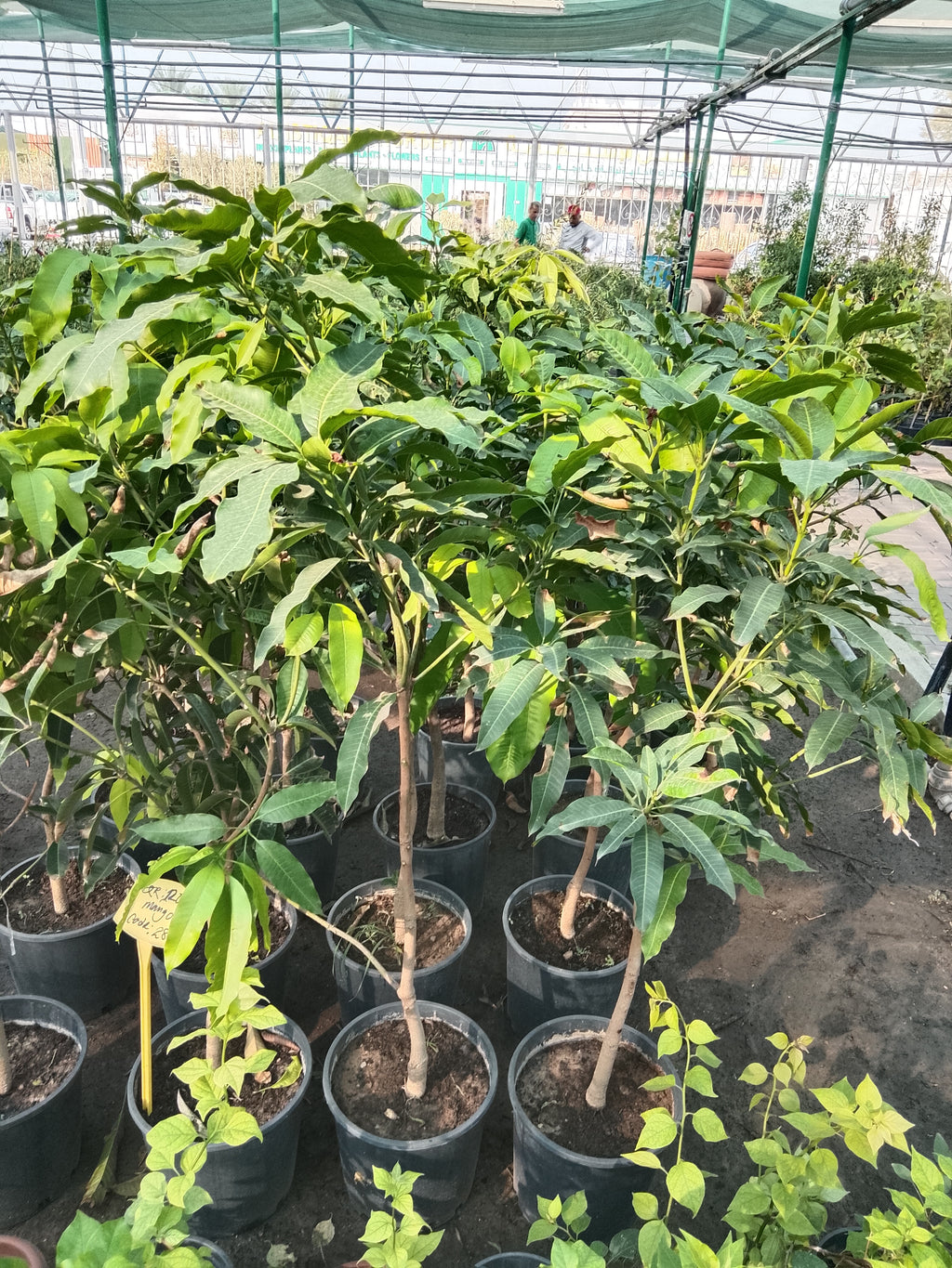 mango