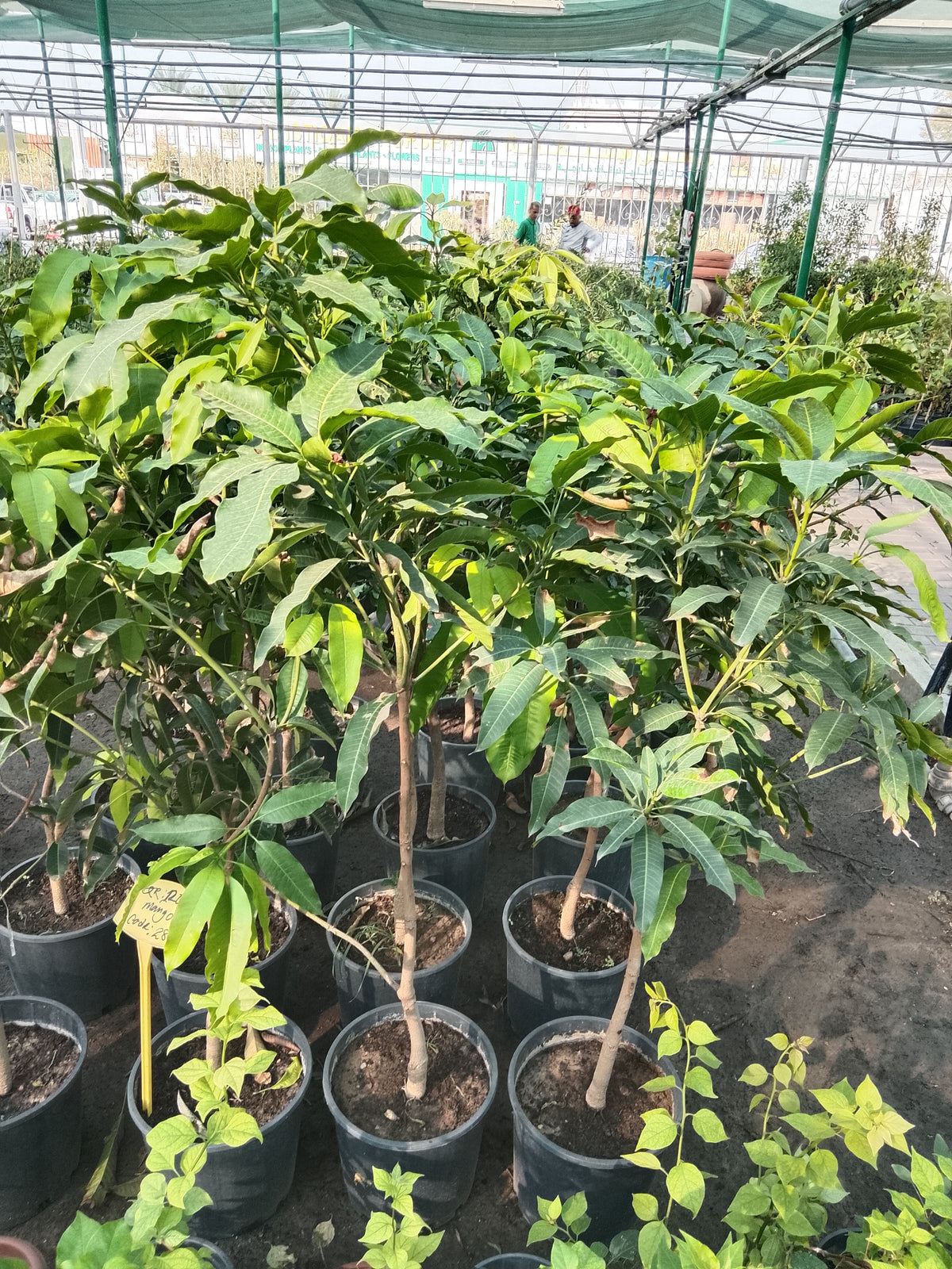 mango