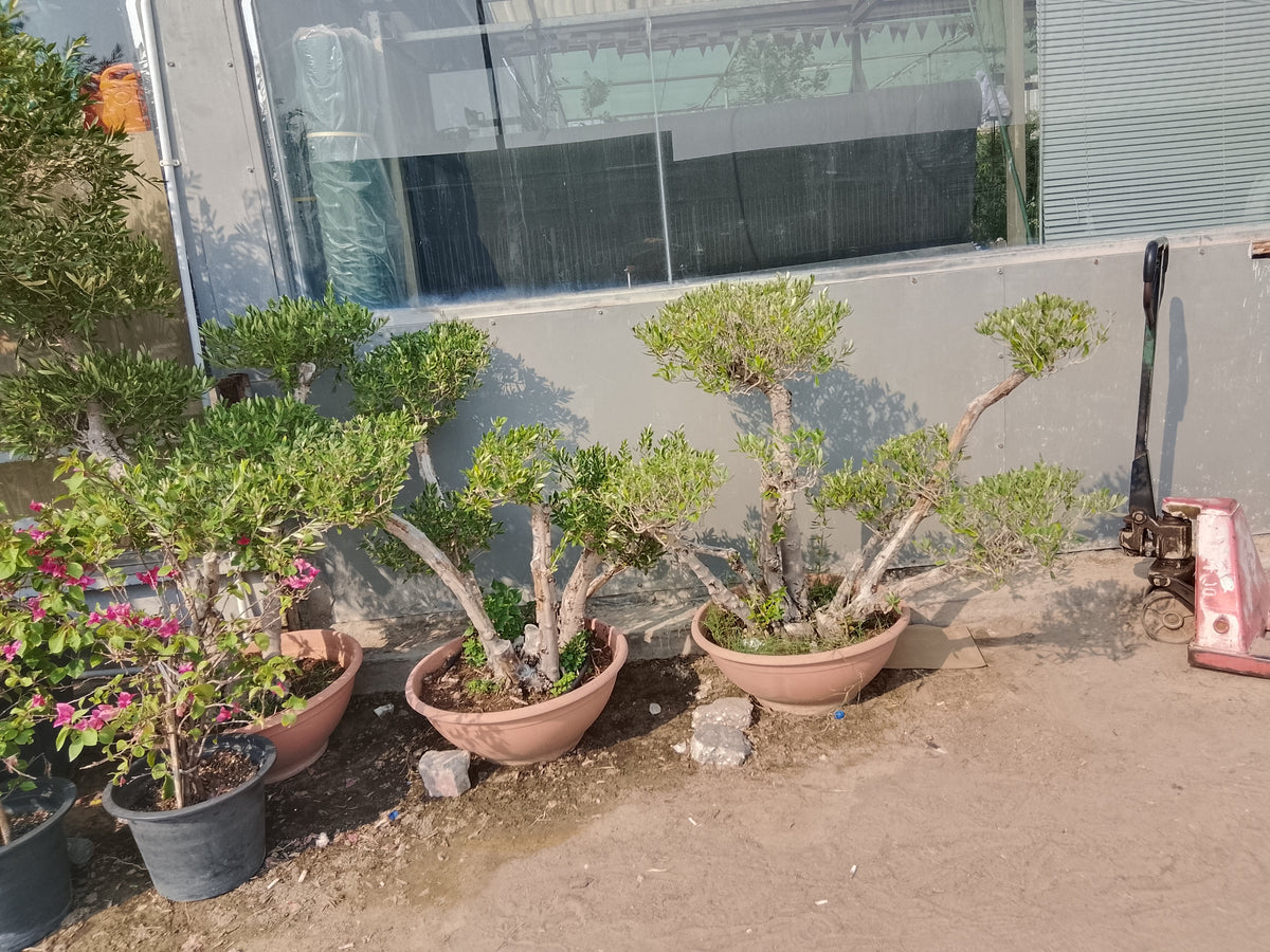 Olive tree