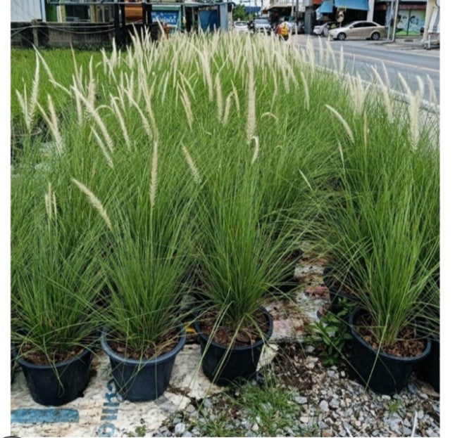 Fountain Grass-Pennisetum setaceum (1 Plant)
