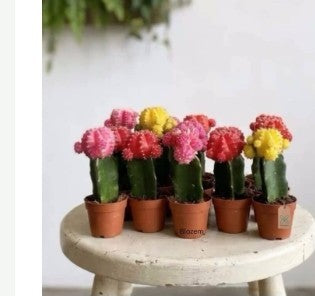 Moon Cactus ( mixed) (1- piece