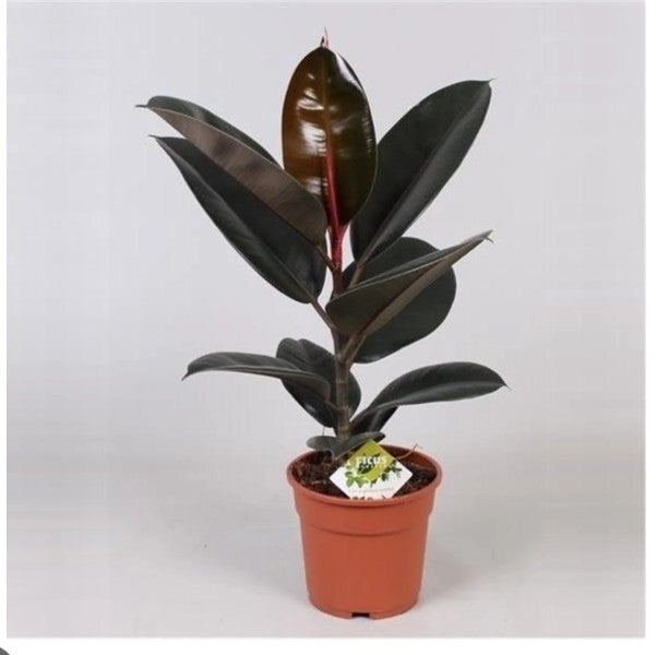 Rubber plant Rad