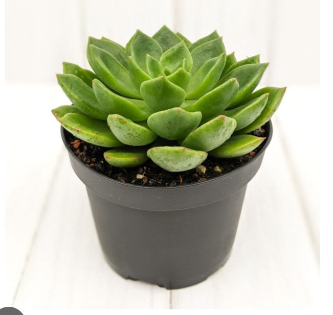 Echeveria Gusto