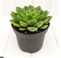 Echeveria Gusto