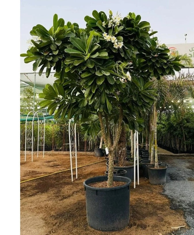 Frangipani 'Plumeria' - Large - Plant( dig size)