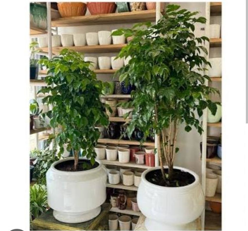 CHINA DOLL PLANT  (Big size)