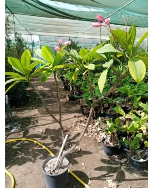 Plumeria rubra