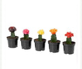 Moon Cactus ( mixed) (1- piece