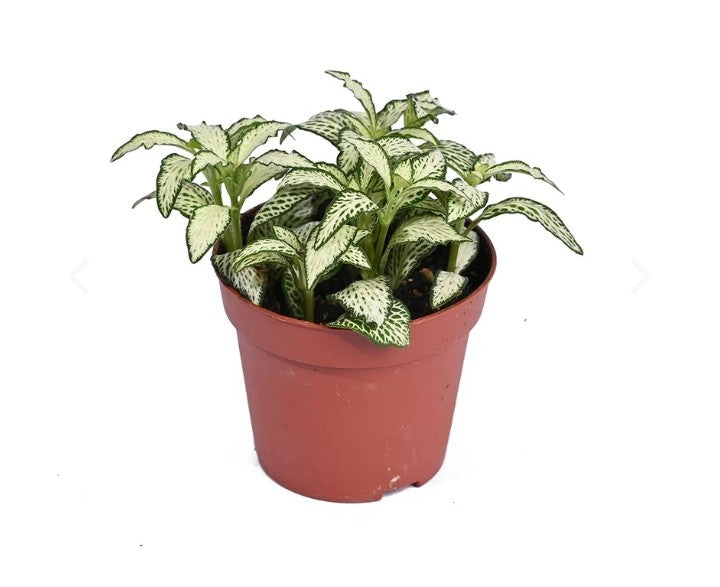 Fittonia - Nerve Plant - Mosaic Plant