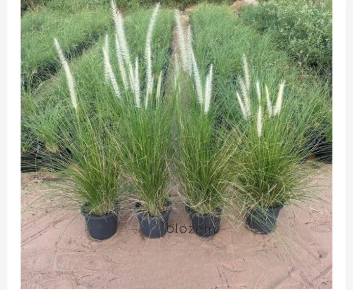 Fountain Grass-Pennisetum setaceum (1 Plant)
