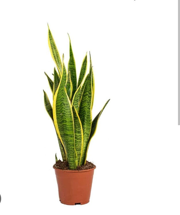 snake plant