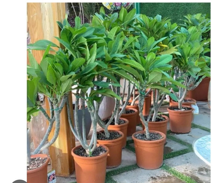Plumeria rubra