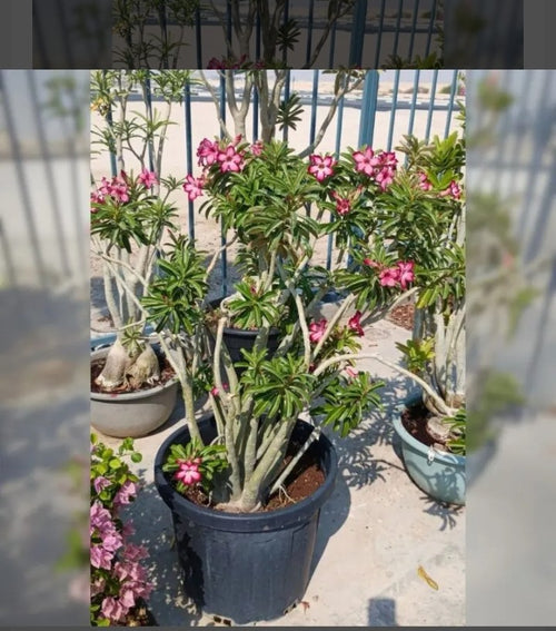 Adenium obesum Desert Rose Big size