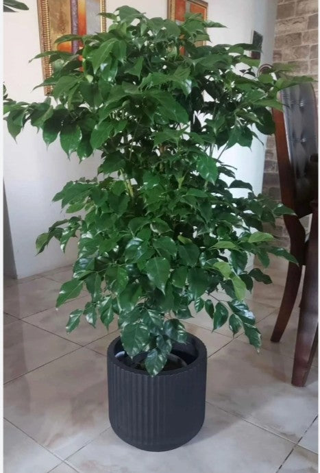 CHINA DOLL PLANT  (Big size)