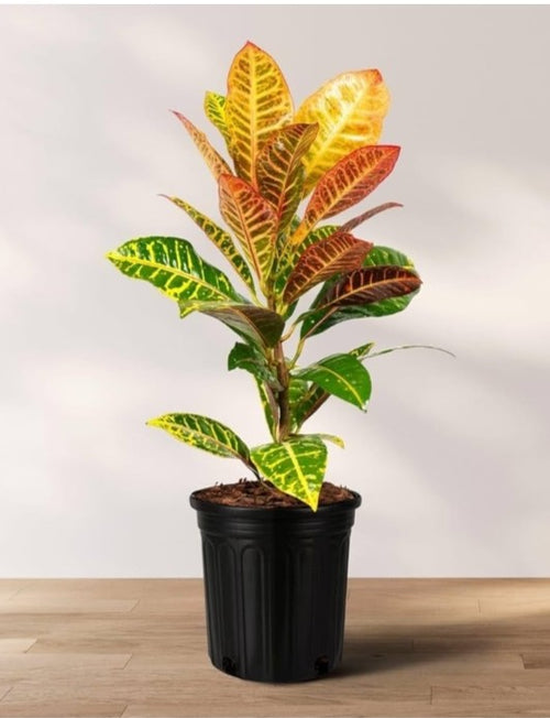 Croton Petra