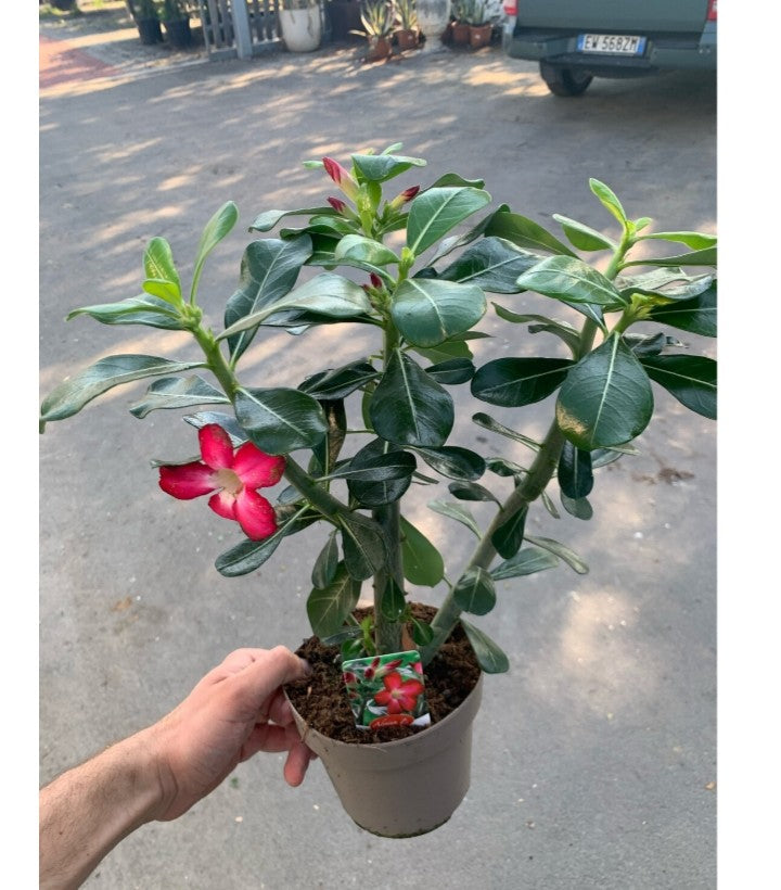 Adenium Plant